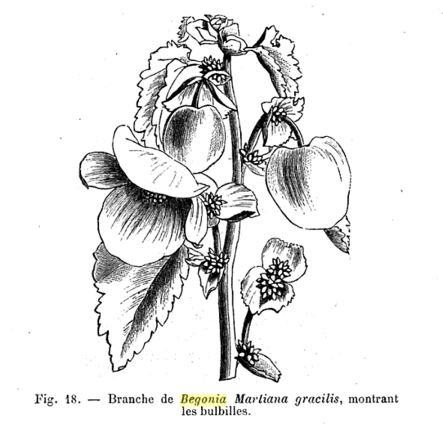 B. martiana